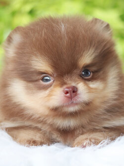 ปอมเมอเรเนียน เพศผู้สีช็อคแทน เกรดโชว์