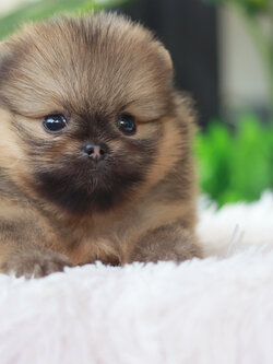 ปอมเมอเรเนียน เพศผู้ ส้มหน้าตุ๊กตาทีคัพ