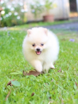 ปอมเมอเรเนียน เพศเมีย