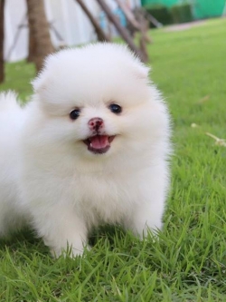 ปอมเมอเรเนียน เมีย