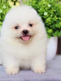 ปอมเมอเรเนียน เพศผู้