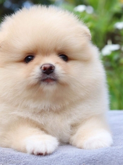 ปอมเมอเรเนียน เพศเมีย