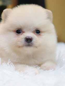 ปอมเมอเรเนียน เพศเมียสีขาวครีม