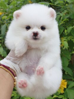 น้องปอมเมอเรเนียน ผู้ขาวครีม เกรดเลี้ยงเล่น