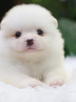 ปอมเมอเรเนียน เพศผู้ สีขาวหน้าฟ็อก ขาวสำลี