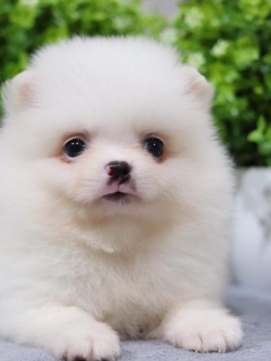 ปอมเมอเรเนียน เพศผู้