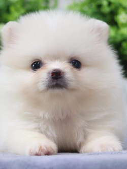 ปอมเมอเรเนียน เพศเมีย