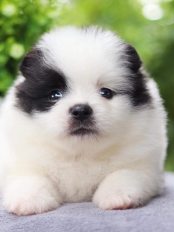 ปอมเมอเรเนียน เพศผู้