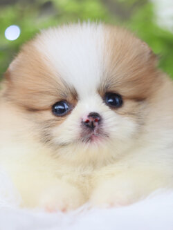 ปอมเมอเรเนียน เพศเมียสีแฟนซีเกรดโชว์