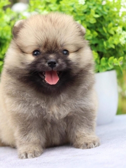 ปอมเมอเรเนียน เพศเมีย