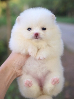 ปอมเมเรเนียนสีขาว เพศเมีย