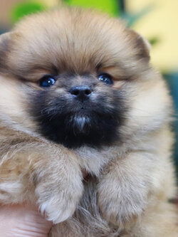 ปอมเมอเรเนียน เพศผู้สีส้มขนแน่น