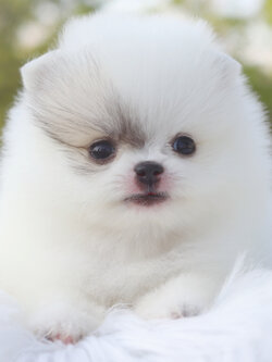 ปอมเมอเรเนียน เพศเมียสีแฟนซี