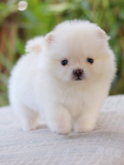 ปอมเมอเรเนียน เพศเมียทีคัพ