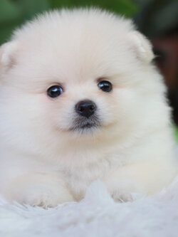 ปอมเมอเรเนียน เพศผู้ขาวครีม