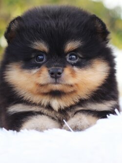 ปอมเมอเรเนียน เพศเมียสี แบล็คแทน