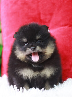 ปอมเมอเรเนียน เพศผู้ แบล็คขนแน่นๆไซส์เล็ก