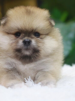 ปอมเมอเรเนียน เพศเมียสีส้มหน้าตุ๊กตา