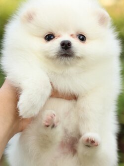 ปอมเมอเรเนียน เพศเมียสีขาวครีม