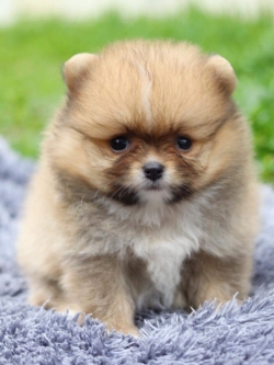 ปอมเมอเรเนียน เพศผู้