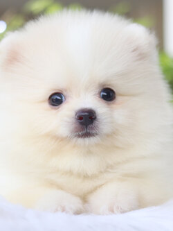 ปอมเมอเรเนียน เพศผู้ สีขาวครีม