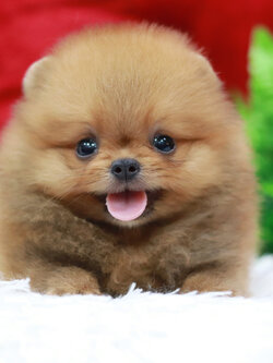 ปอมเมอเรเนียน เพศผู้ สีส้มทีคัพหน้าตุ๊กตา