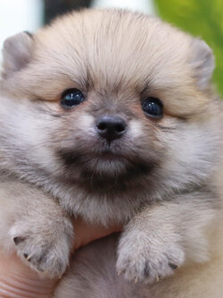 ปอมเมอเรเนียน เพศผู้ ไซส์เล็ก