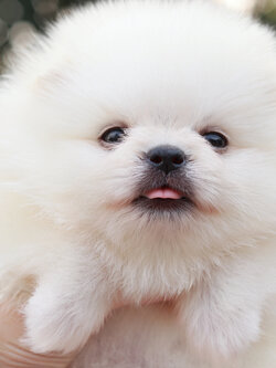 ปอมเมอเรเนียน เพศผู้