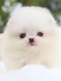 ปอมเมอเรเนียน เพศเมียสีขาวครีมเกรดโชว์พร้อมใบเพ็ด