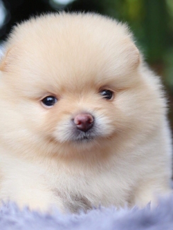 ปอมเมอเรเนียน เพศเมีย