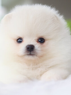 ปอมเมอเรเนียน เพศผู้สีขาวครีม