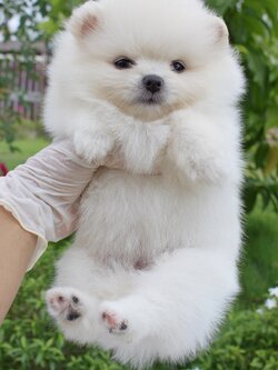 ปอมเมอเรเนียน เพศเมียขาวครีม