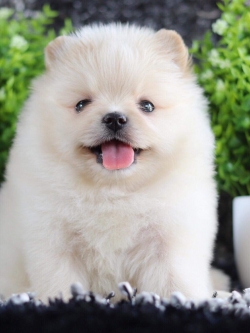 ปอมเมอเรเนียน เพศเมีย