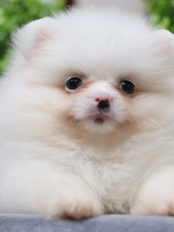 ปอมเมอเรเนียน เพศเมีย