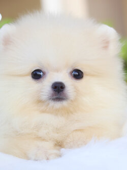 ปอมเมอเรเนียน เพศเมียสีครีม