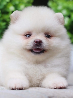 ปอมเมอเรเนียน เพศผู้