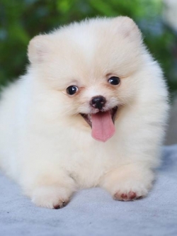 ปอมเมอเรเนียน เพศเมีย