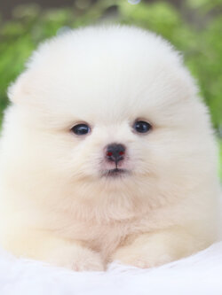 ปอมเมอเรเนียน เพศผู้ขาวครีม