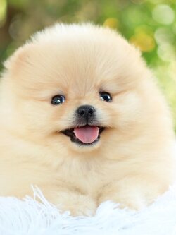 ปอมเมอเรเนียน เพศเมียสีครีม หน้าตุ๊กตา