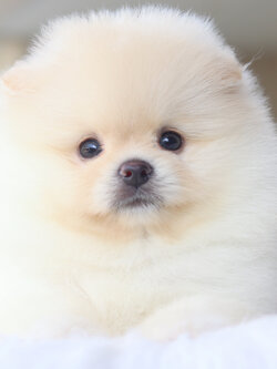 ปอมเมอเรเนียน เพศผู้ สีขาวครีม