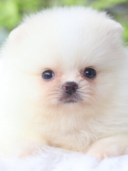 ปอมเมอเรเนียน เพศผู้สีขาวครีมเกรดโชว์