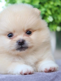 ปอมเมอเรเนียน เพศผู้