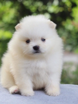 ปอมเมอเรเนียน เพศผู้