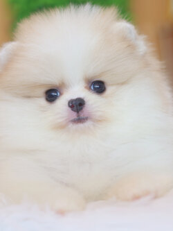 ปอมเมอเรเนียน เพศเมียสีแฟนซีเกรดโชว์