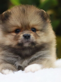 ปอมเมอเรเนียน เพศผู้ หน้าฟ็อก