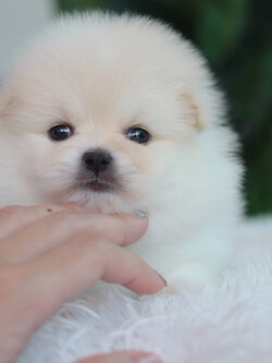 ปอมเมอเรเนียน เพศเมีย เกรดโชว์