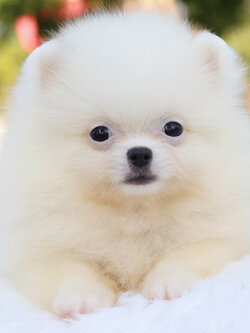 ปอมเมอเรเนียน เพศเมียสีแฟนซี