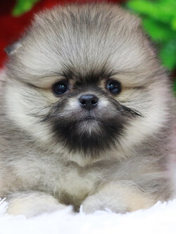 ปอมเมอเรเนียน เพศเมียสีส้มเซเบิ้ลน่าแบ้ววมากกก