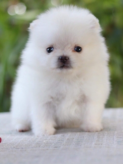 ปอมเมอเรเนียน เพศเมียทีคัพ