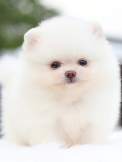 ปอมเมอเรเนียน เพศผู้ขาวครีมเกรดโชว์